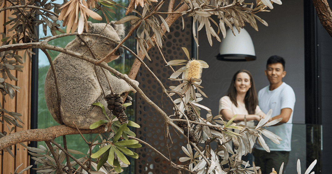 WIN A Luxury Stay For Two At The Wildlife Retreat At Taronga, Valued At $1,200