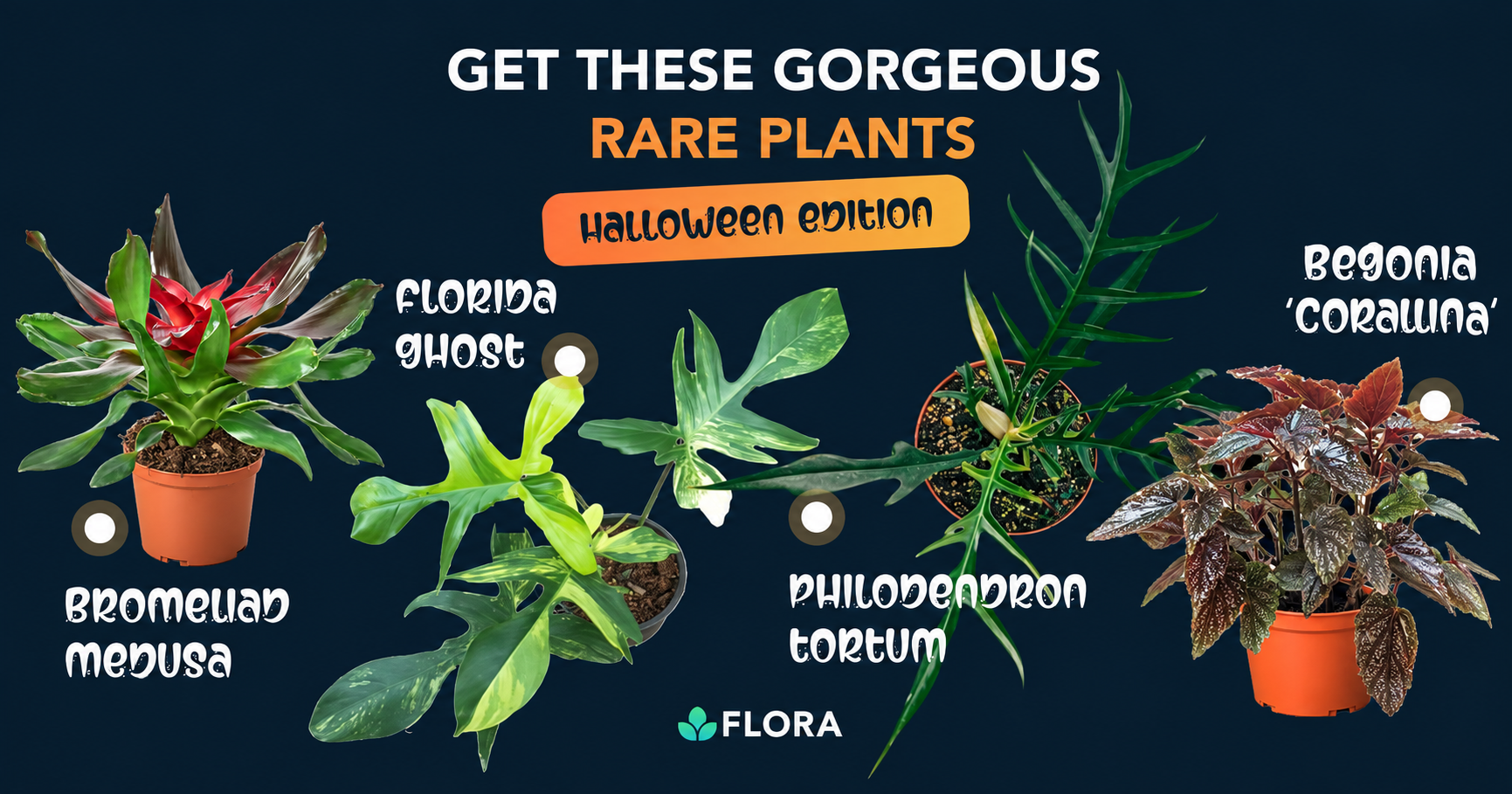 SPOOKY RARE PLANT GIVEAWAY - $1500 Worth Of Treats For 20 Winners!